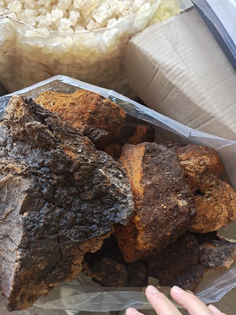 桦树茸野生桦树茸桦褐孔菌保证正品黑金颗粒可打粉