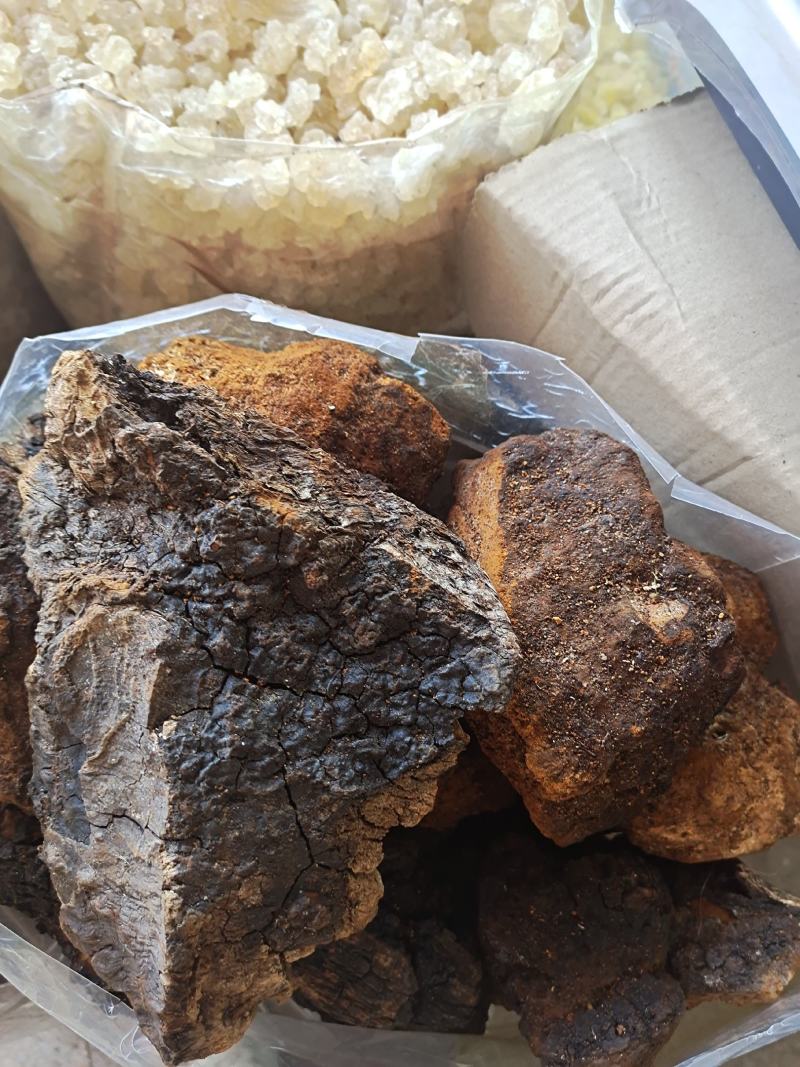 桦树茸野生桦树茸桦褐孔菌保证正品黑金颗粒可打粉