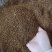 桦树茸野生桦树茸桦褐孔菌保证正品黑金颗粒可打粉