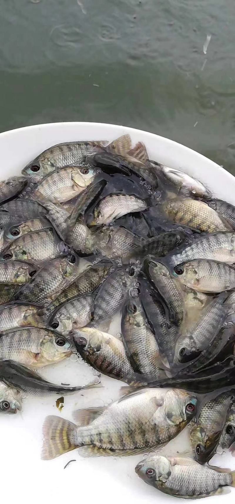 热销鱼苗品种：罗非鱼苗，大众点评高，畅销好，肉质好！