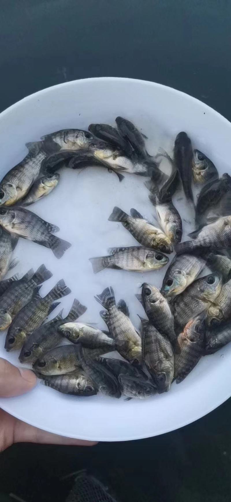 热销鱼苗品种：罗非鱼苗，大众点评高，畅销好，肉质好！