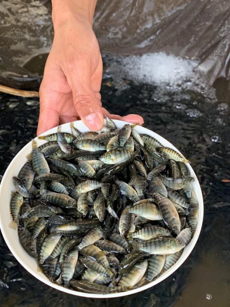 热销鱼苗品种：罗非鱼苗，大众点评高，畅销好，肉质好！