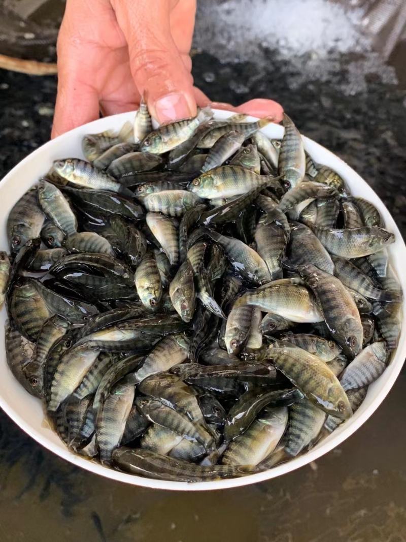热销鱼苗品种：罗非鱼苗，大众点评高，畅销好，肉质好！