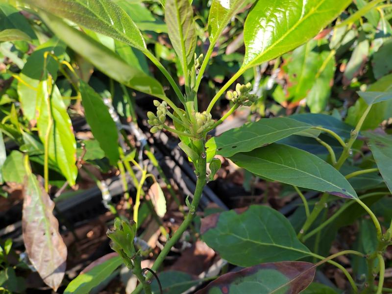 云南牛油果苗艾丁格根系哈斯嫁接好苗认准好根系苗