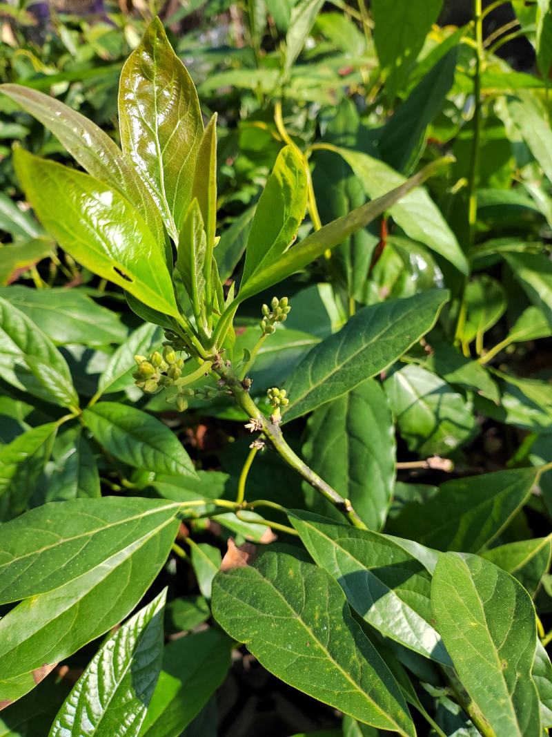云南牛油果苗艾丁格根系哈斯嫁接好苗认准好根系苗
