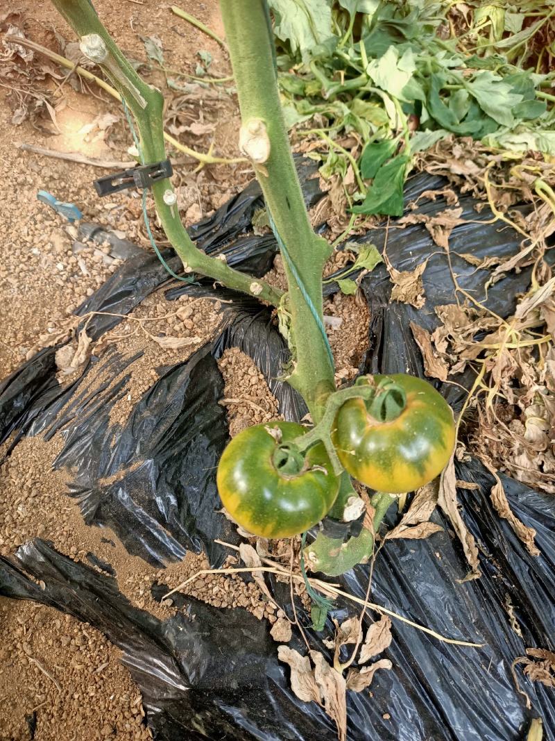 草莓西红柿产地直供，量大优惠，诚信合作，海阳特产