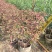 希美丽园林绿化庭院种植佳品，一手货源，基地直销