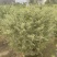 花叶女贞灌木球形绿植批发，一手货源，基地直销