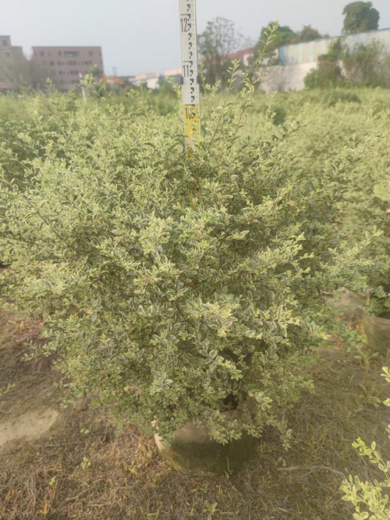 花叶女贞灌木球形绿植批发，一手货源，基地直销