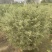 花叶女贞灌木球形绿植批发，一手货源，基地直销