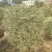 花叶女贞灌木球形绿植批发，一手货源，基地直销