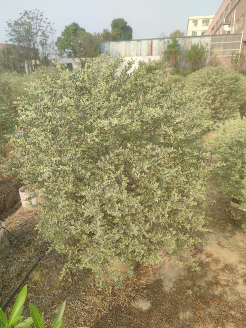 花叶女贞灌木球形绿植批发，一手货源，基地直销