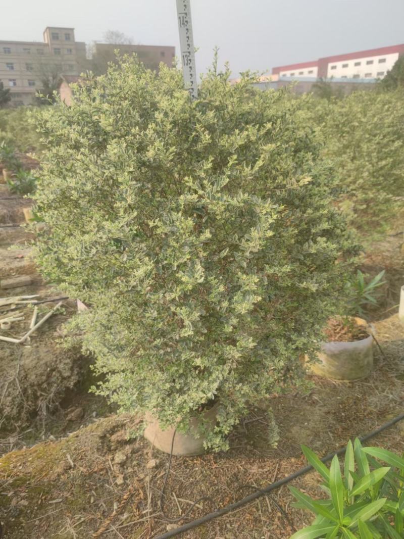 花叶女贞灌木球形绿植批发，一手货源，基地直销