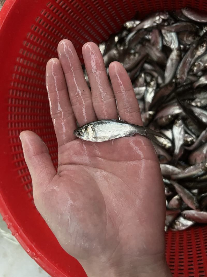 白鲢鱼苗鲢鱼苗鲢子鱼水鲢跳鲢淡水养殖鱼苗包邮