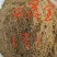 尊敬的客户们蓖麻子饼棉籽饼菜籽饼有机质含量高氮