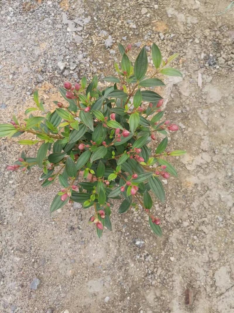 巴西野牡丹佛山基地直销一手货源，绿植批发