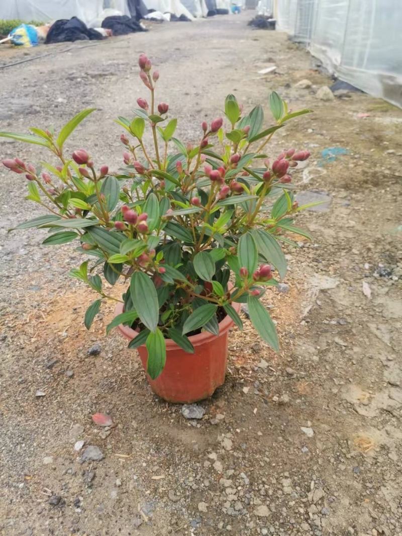 巴西野牡丹佛山基地直销一手货源，绿植批发