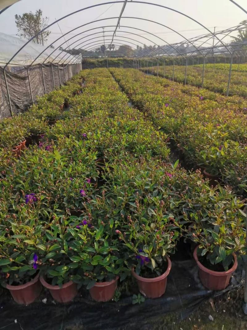 巴西野牡丹佛山基地直销一手货源，绿植批发