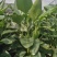 基地直销各类苗木天堂鸟，一手货源。基地直发