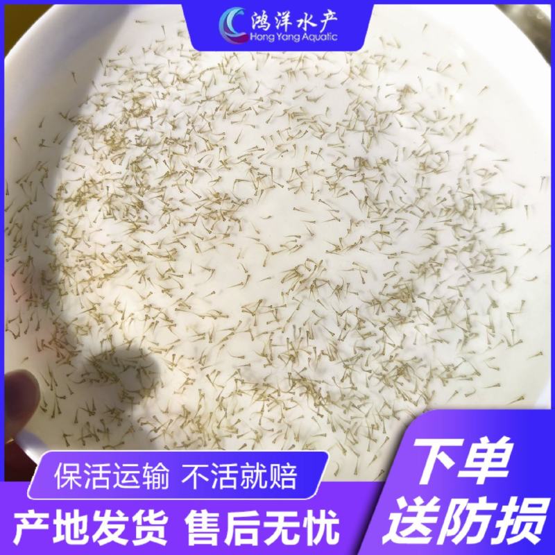 草鱼水花苗花鲢水花白鲢水花鲫鱼水花四大家鱼水花自孵化