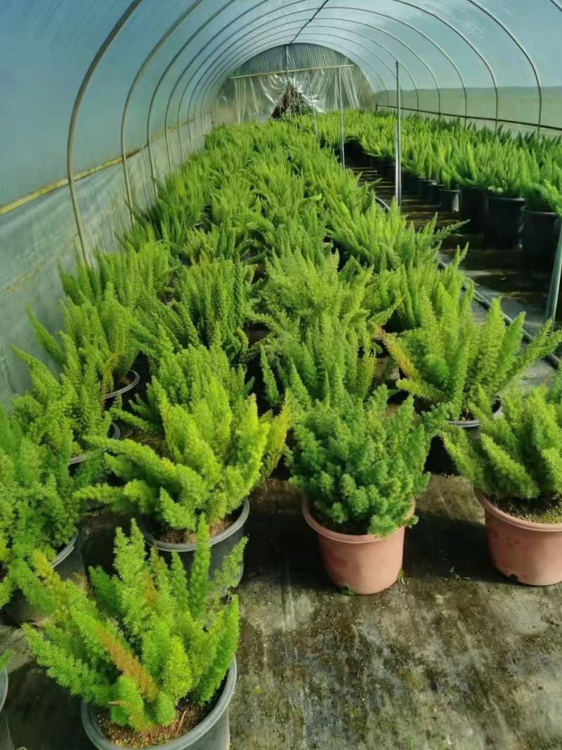 狐尾天门冬广州绿植盆栽花卉批发，一手货源，基地直发