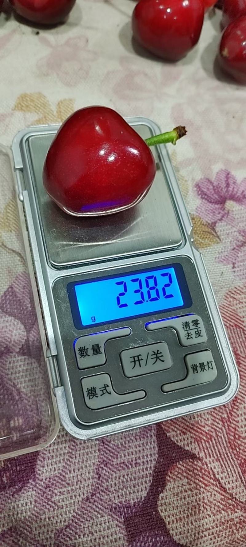 陕西樱桃，美早，红灯，布搂克子，早大果俄罗斯8号大量有货