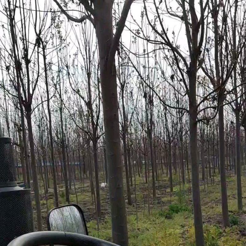 楸树