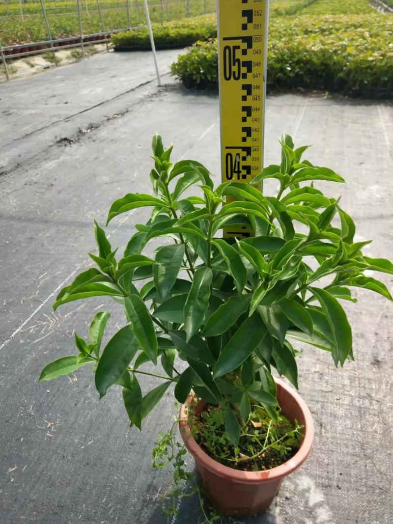 紫婵盆栽花卉广州批发。基地直发，净化空气