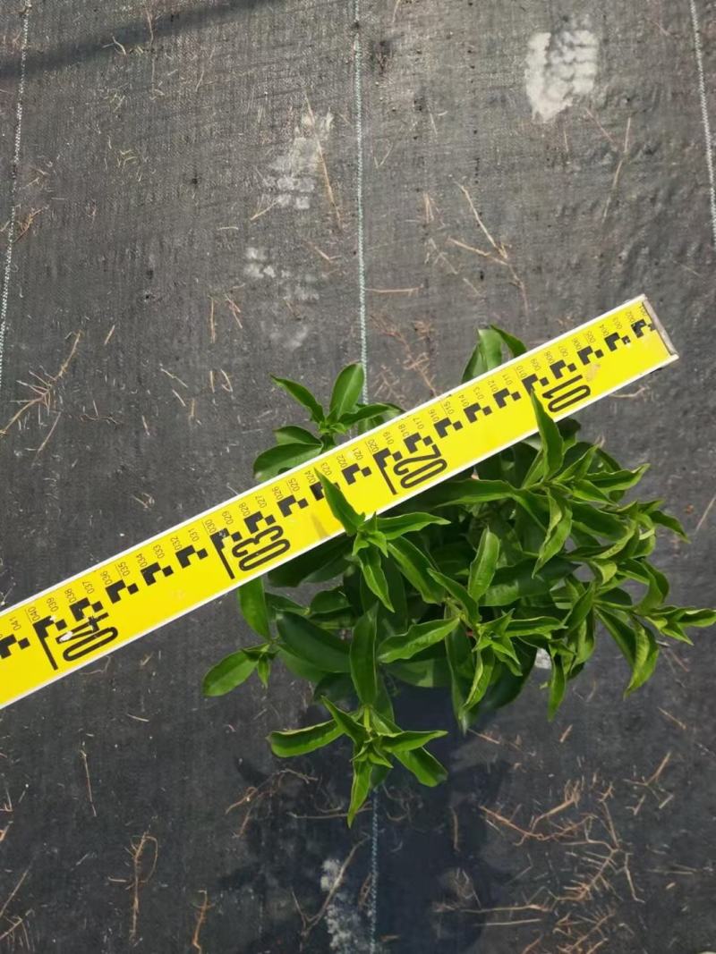 紫婵盆栽花卉广州批发。基地直发，净化空气