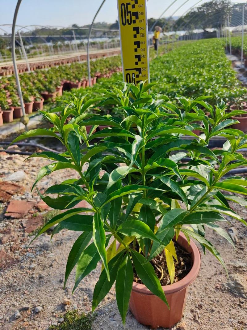 紫婵盆栽花卉广州批发。基地直发，净化空气