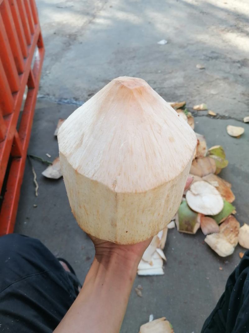 海南椰子去皮椰青大果