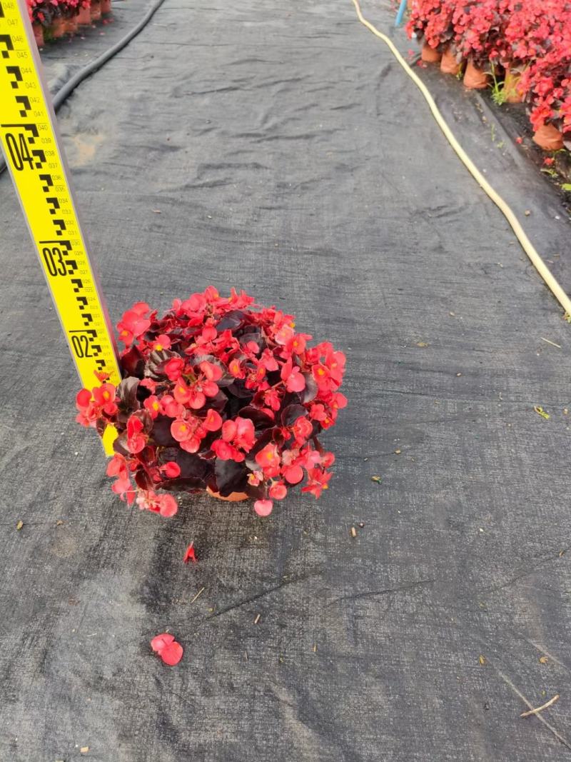 四季海棠佛山盆栽花卉绿植批发，时花绿植，基地直发