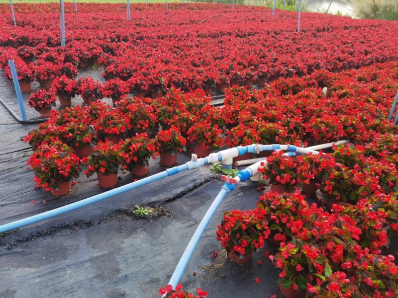 四季海棠佛山盆栽花卉绿植批发，时花绿植，基地直发