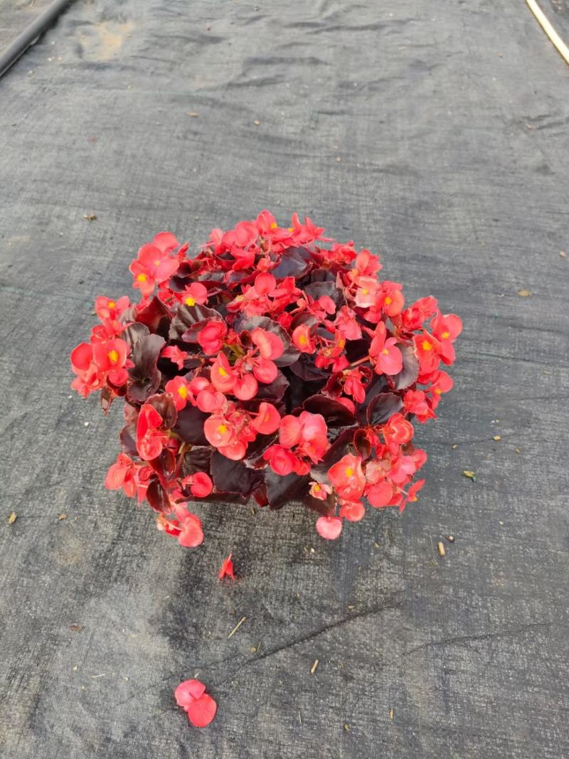 四季海棠佛山盆栽花卉绿植批发，时花绿植，基地直发