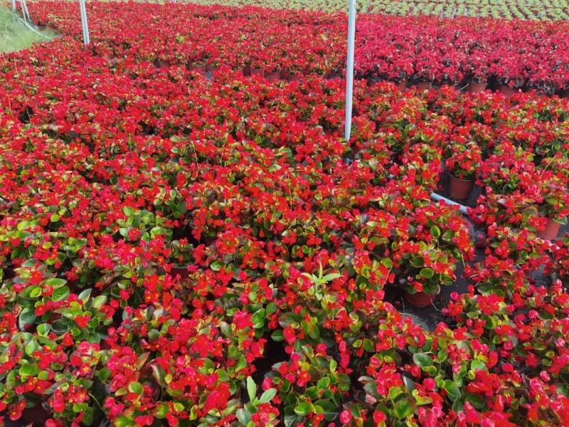 四季海棠佛山盆栽花卉绿植批发，时花绿植，基地直发