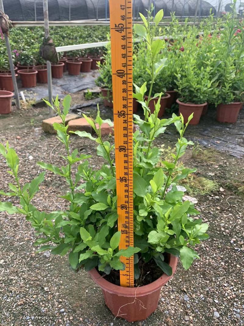 紫云杜鹃绿植盆栽批发店，基地直发，一手货源