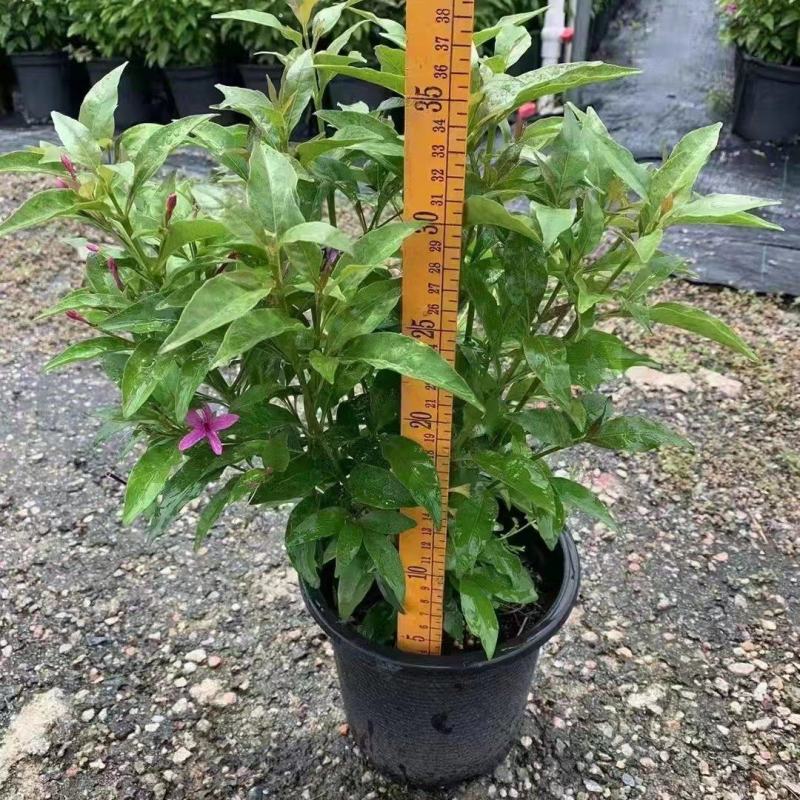 紫云杜鹃绿植盆栽批发店，基地直发，一手货源