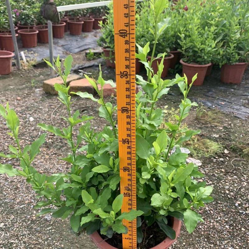 紫云杜鹃绿植盆栽批发店，基地直发，一手货源