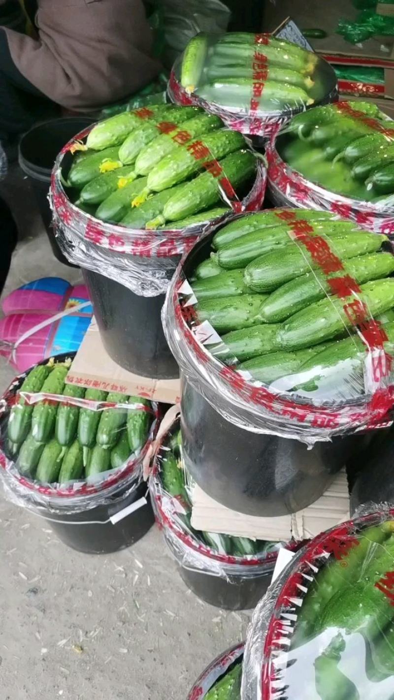 昌黎精品旱黄瓜大量上市顶花带刺18公分以下
