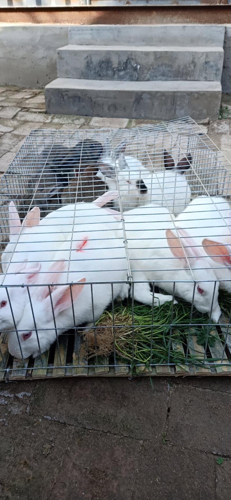 新西兰，伊拉，比利时种兔打包发货