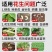 花生拌种剂吡虫啉咯菌腈精甲霜噻呋防虫蛴螬蚜虫白绢病根腐病
