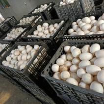 鸭蛋，双黄鸭蛋散黄蛋，白鸭蛋，种蛋，纹蛋……………………