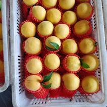 黄金水蜜桃，浙江水蜜桃大量上市中产地直销欢迎大家前来看货