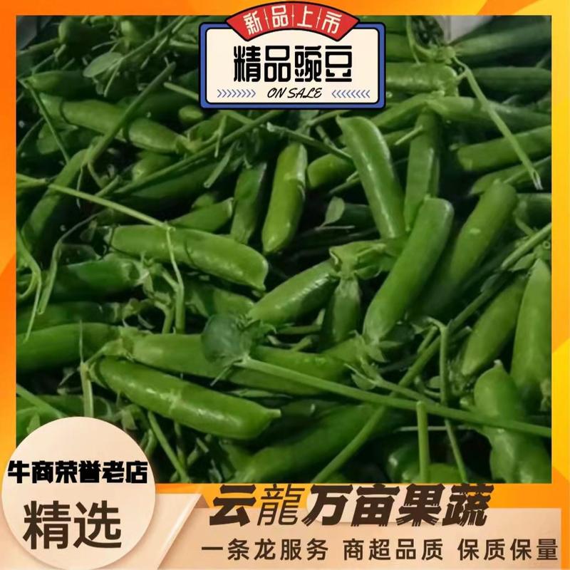 【新鲜采摘】云南新鲜豌豆带壳豌豆新鲜青豌豆现摘带壳豌豆荚