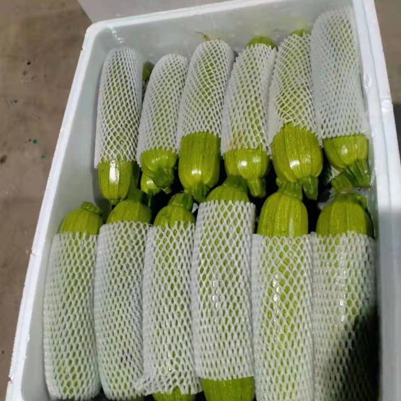 【精品】河北邯郸永年西葫芦大量上市质量好长期供货实力代收