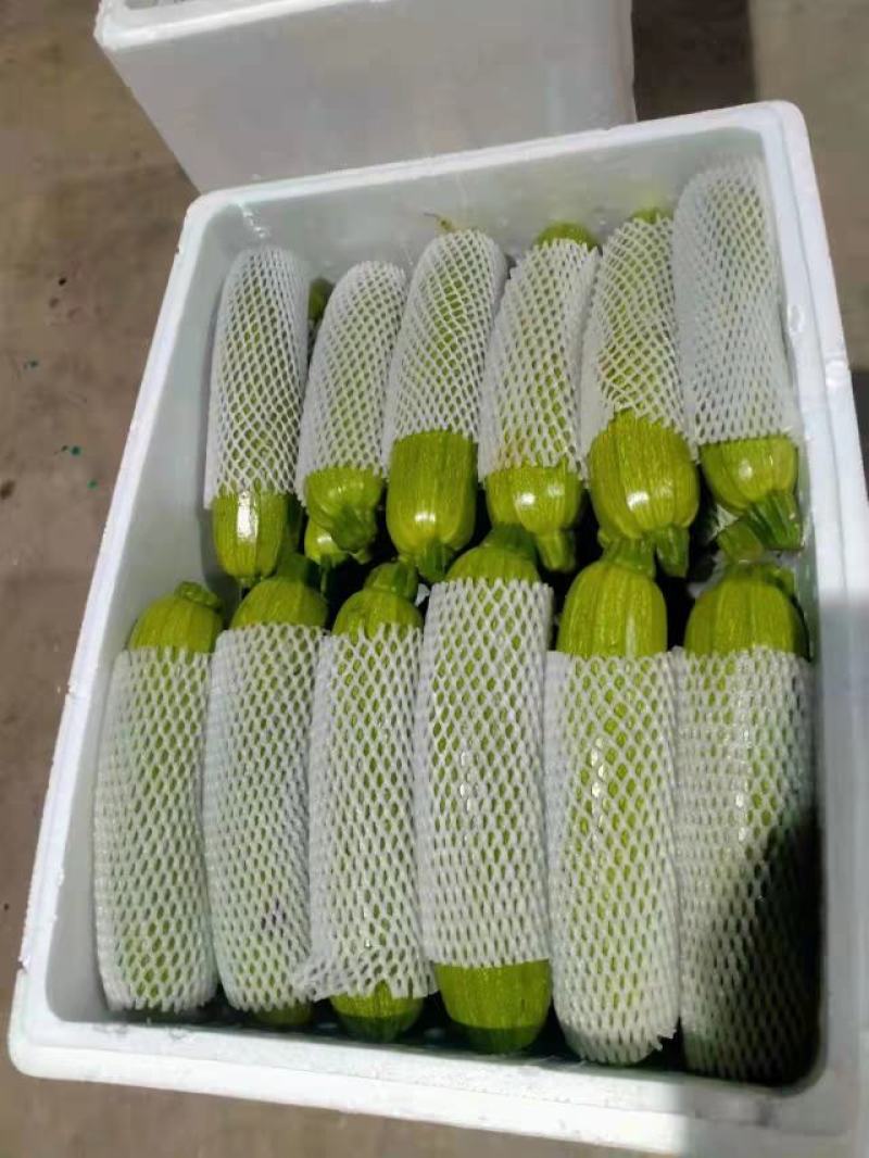 【精品】河北邯郸永年西葫芦大量上市质量好长期供货实力代收