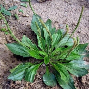 平车前，又名车前草