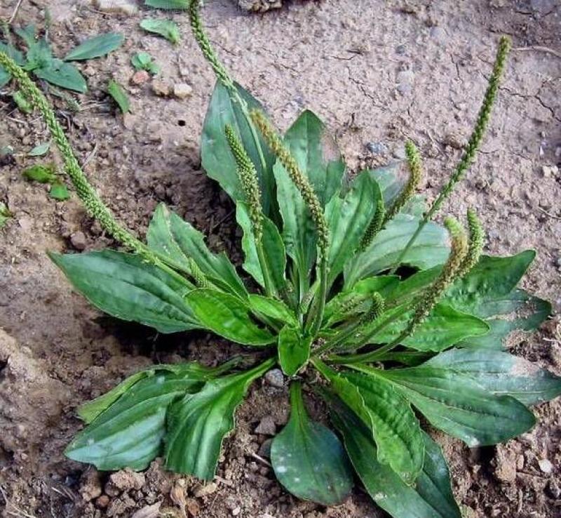 平车前，又名车前草