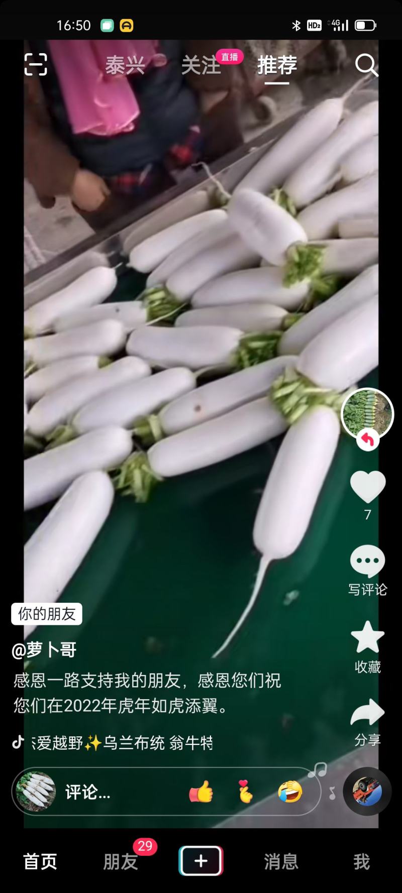 优质无公害白萝卜