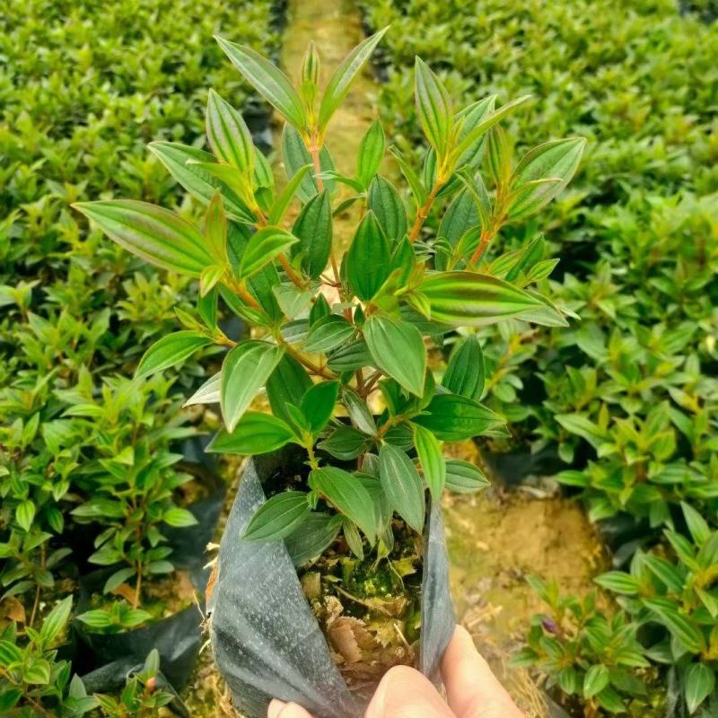 巴西野牡丹，花为紫鹤色，花大而艳丽，(基地长期培育)